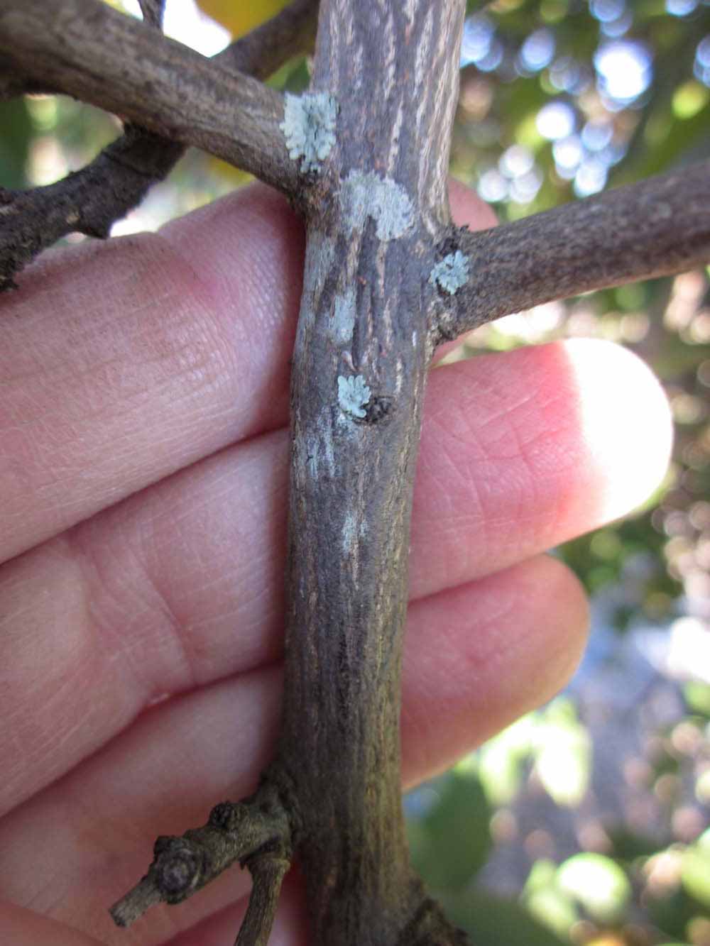              Second - third year twig (Winter Haven, FL)       